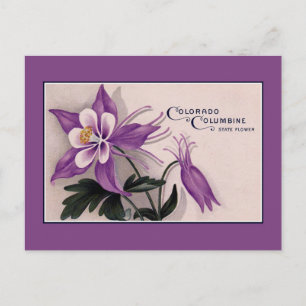 Vintage Colorado State flower, Columbine Postcard