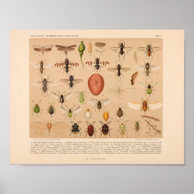 Vintage Colour Insect Art Print (Front)