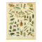 Vintage Colour Insect Art Print