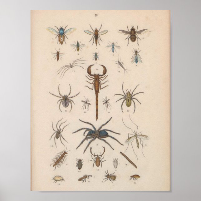 Vintage Colour Scorpion Spider Print (Front)