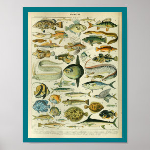 Vintage Colour Sealife Fish Print