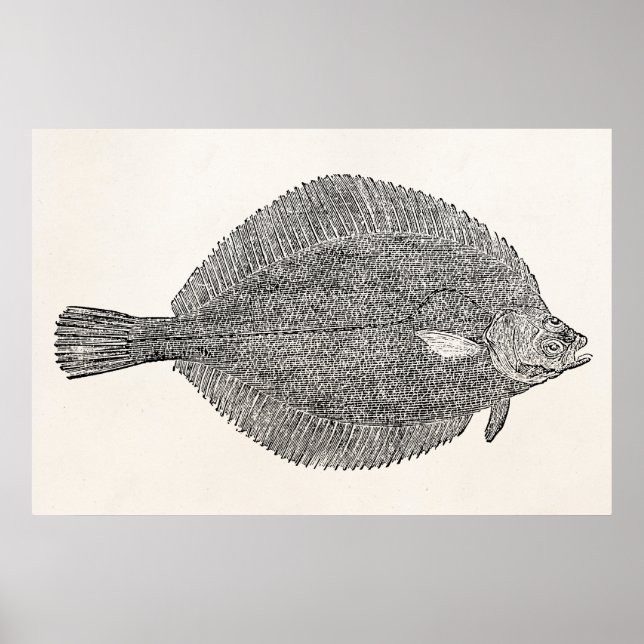 Vintage Common Dab Flounder Fish - Template Poster (Front)