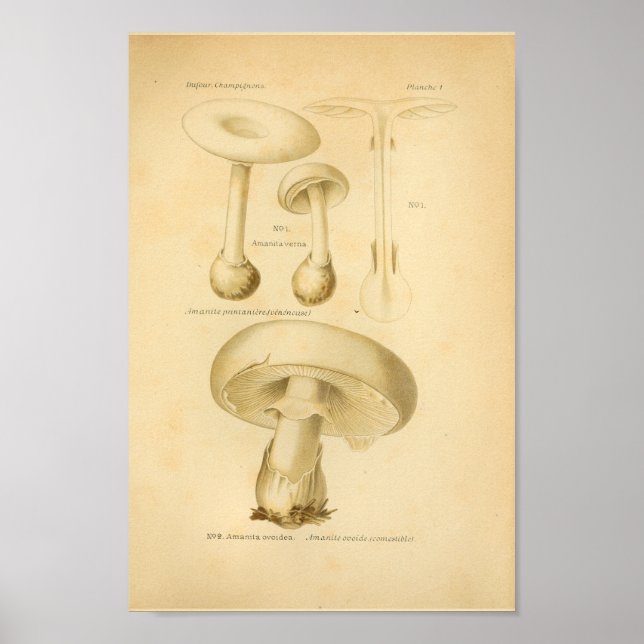 Vintage Common Mushrooms Art Print French (Front)