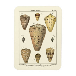 Vintage Cone Shells Magnet