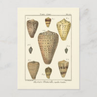 Vintage Cone Shells