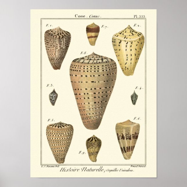 Vintage Cone Shells Poster (Front)