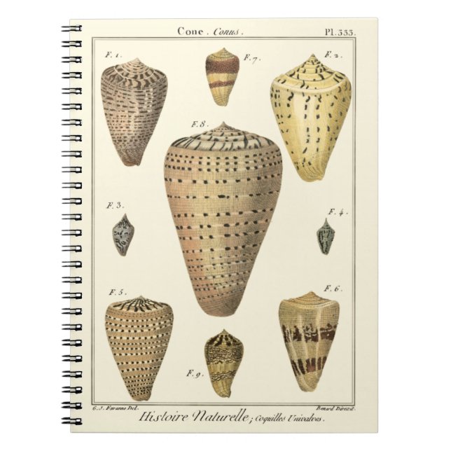 Vintage Cone Shells Spiral Notebook (Front)