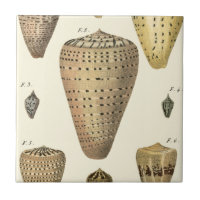 Vintage Cone Shells