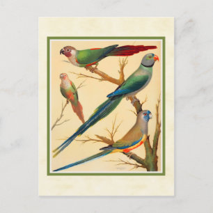 Vintage Conure and Parakeets Postcard
