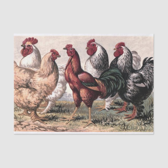 Vintage Country Roosters party tissue Paper (Front)
