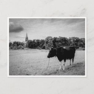 Vintage countryside with cow black/white postcard