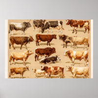 Vintage Cow Calf Bull Dairy Cows Farm Illustration