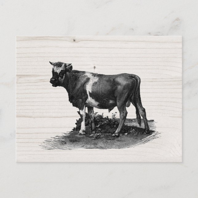 Vintage Cow lllustration  Postcard (Front)