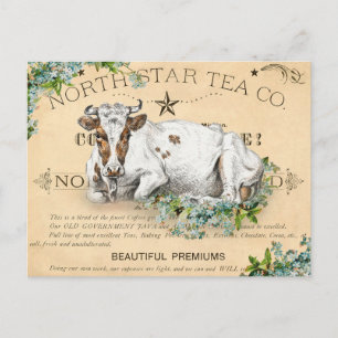 Vintage Cow Postcard