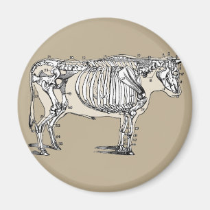 Vintage Cow Skeleton Magnet