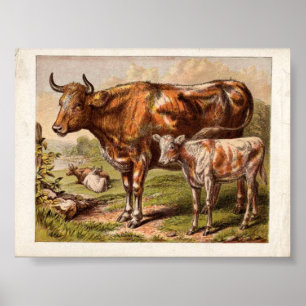 Vintage Cows Poster