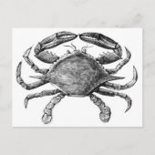 Vintage Crab Drawing Postcard (Front)