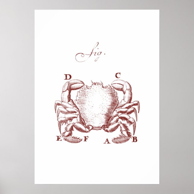 Vintage Crab Illistration Poster (Front)