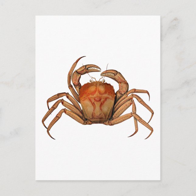 Vintage Crab Illustration Postcard (Front)