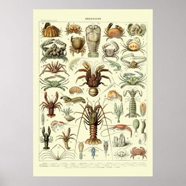 Vintage Crabs by Adolphe Millot Poster (Front)