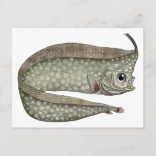 Vintage Crested Oarfish Fish, Marine Aquatic Life Postcard