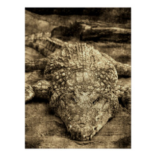 Vintage Crocodile Poster