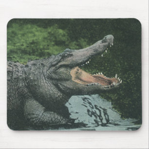 Vintage Crocodile Reptiles, Marine Animal Life Mouse Pad