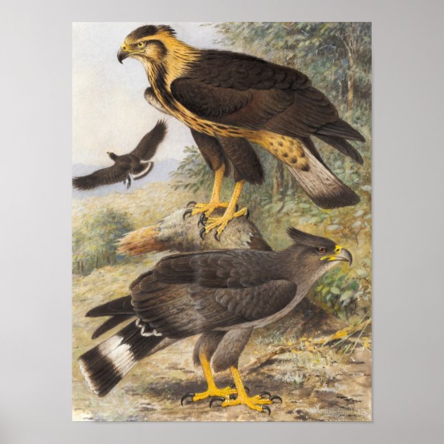 Vintage Crowned Eagle  Poster (Front)