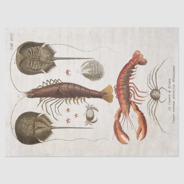 Vintage Crustacean Scientific Decoupage Tissue Paper (Front)