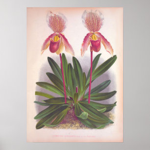 Vintage Cypripedium Athuranium Pink Slipper Orchid Poster
