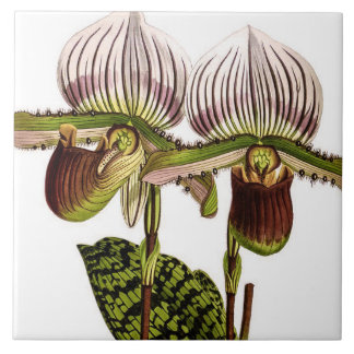 Vintage Cypripedium Rare Cool Orchid Flower Tile