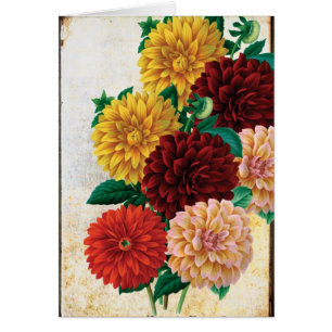Vintage Dahlias