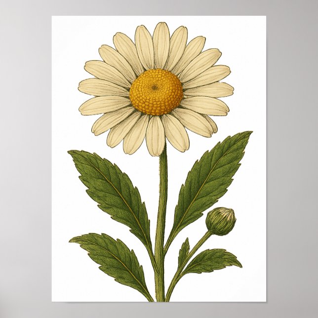 Vintage Daisy Poster (Front)