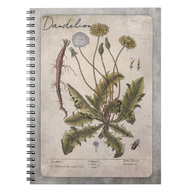 Vintage Dandelion Botanical Illustration Notebook (Front)