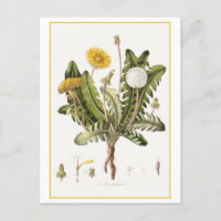 Vintage Dandelion Botanical Illustration