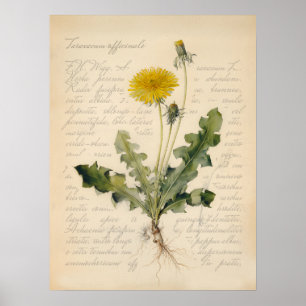 Vintage Dandelion Botanical Poster Illustration