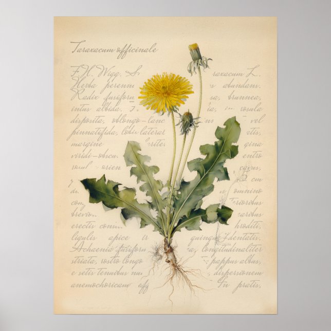 Vintage Dandelion Botanical Poster Illustration (Front)