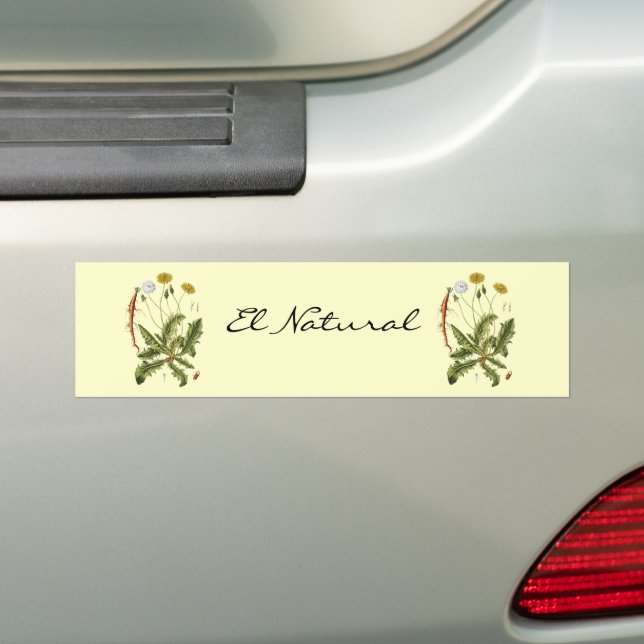 Vintage Dandelion Illustration Bumper Sticker (On Car)