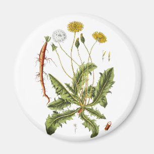 Vintage Dandelion Illustration Magnet