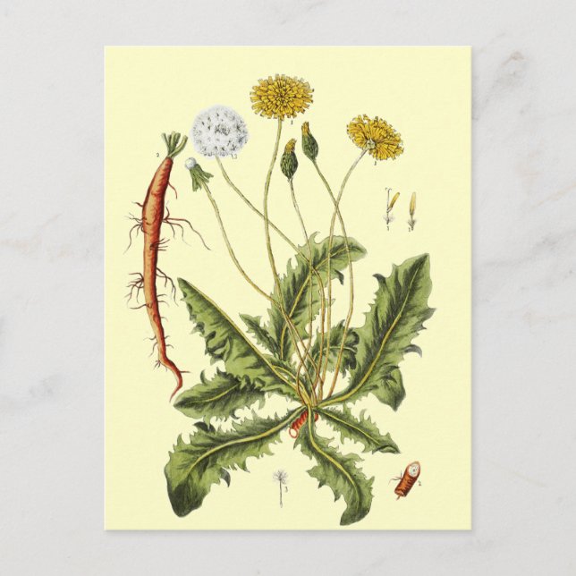 Vintage Dandelion Illustration Postcard (Front)