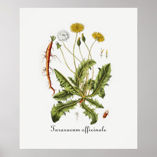 Vintage Dandelion Illustration Poster (Front)