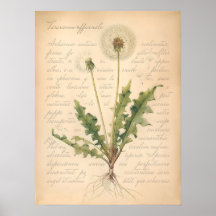 Vintage Dandelion Seed Head Botanical Poster