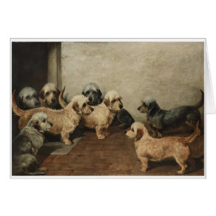 Vintage - Dandie Dinmont Terrier Dogs,