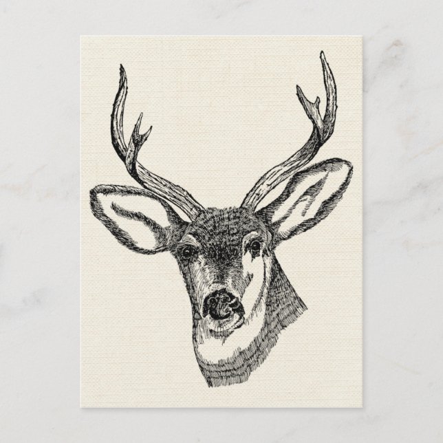Vintage Deer Postcard (Front)