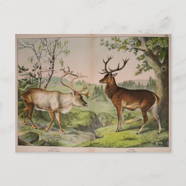 Vintage Deer Stag Ephemera Decoupage Art Postcard (Front)