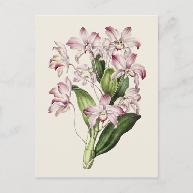 Vintage Dendrobium Flower Illustration Postcard (Front)