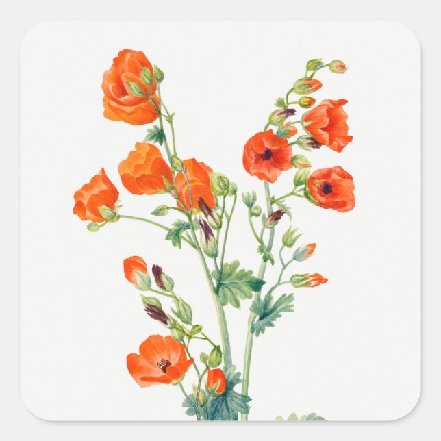 Vintage Desert Globemallow Botanical Illustration Square Sticker (Front)