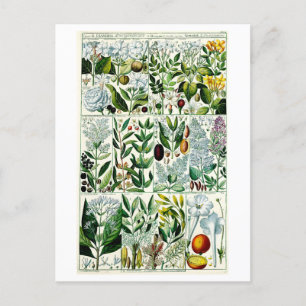 Vintage Diandria Floral Botanical Illustration Postcard