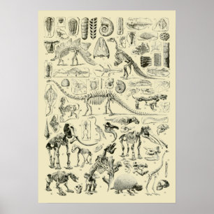 Vintage Dinosaur Bone Fossils Art Poster