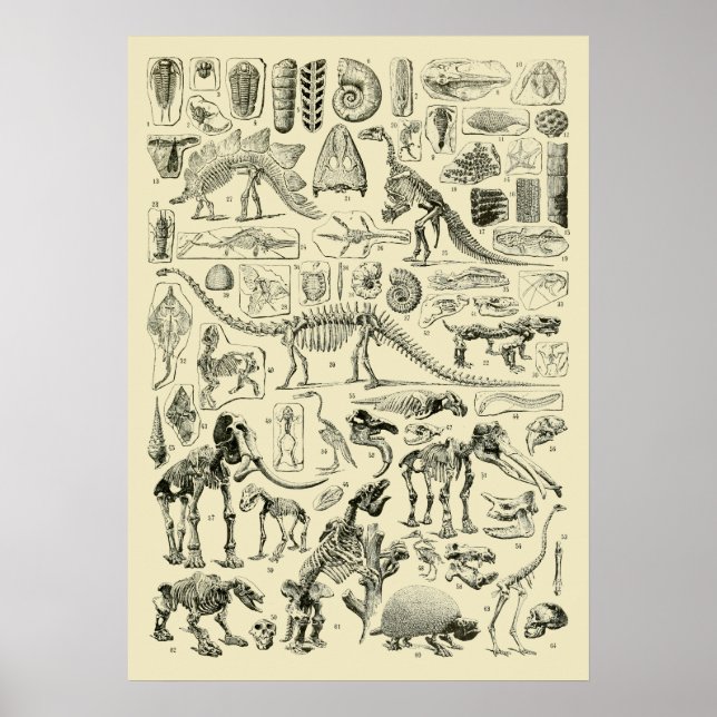 Vintage Dinosaur Bone Fossils Art Poster (Front)